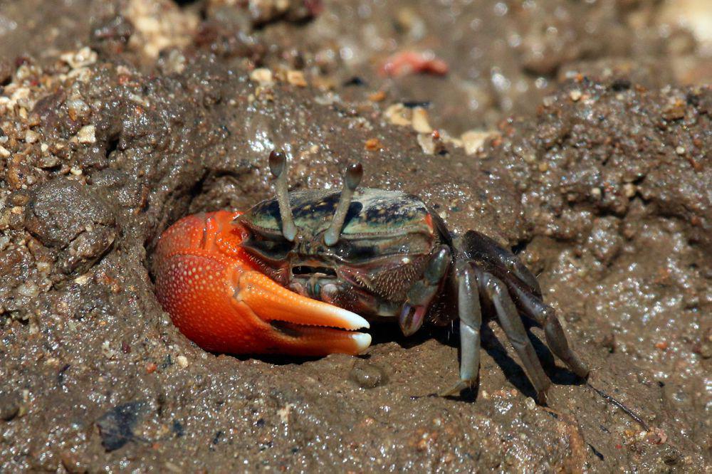 5 Kepiting Terunik di Indonesia yang Jarang Diketahui