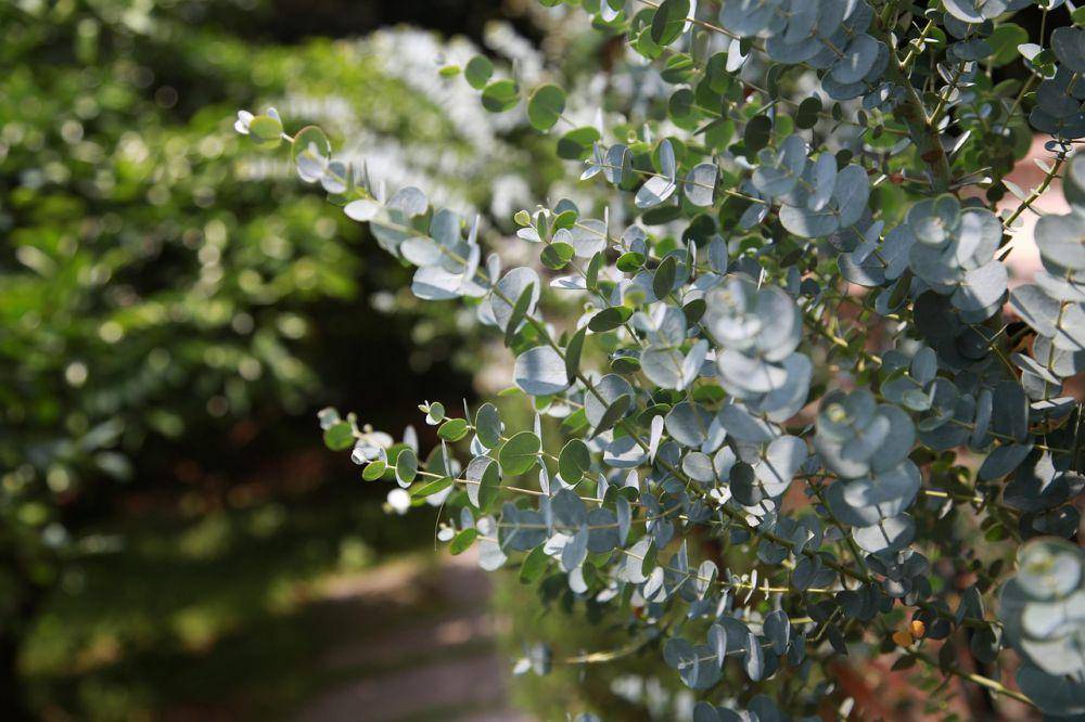 Tanaman aromatik eucalyptus (pixabay.com/pieonane)