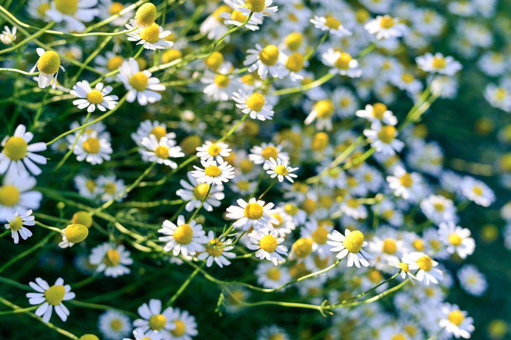 Tanaman aromatik chamomile (pixabay.com/shell_ghostcage)