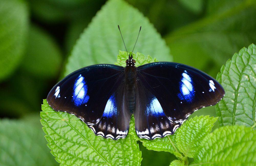 5 Fakta Unik dan Menarik Kupu-kupu Bulan Biru, si Cantik yang Agresif!