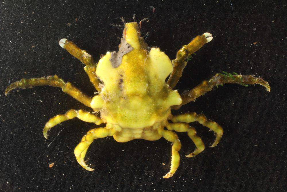 Kepiting halimeda (commons.wikimedia.org/CORBARI dan POUPIN)