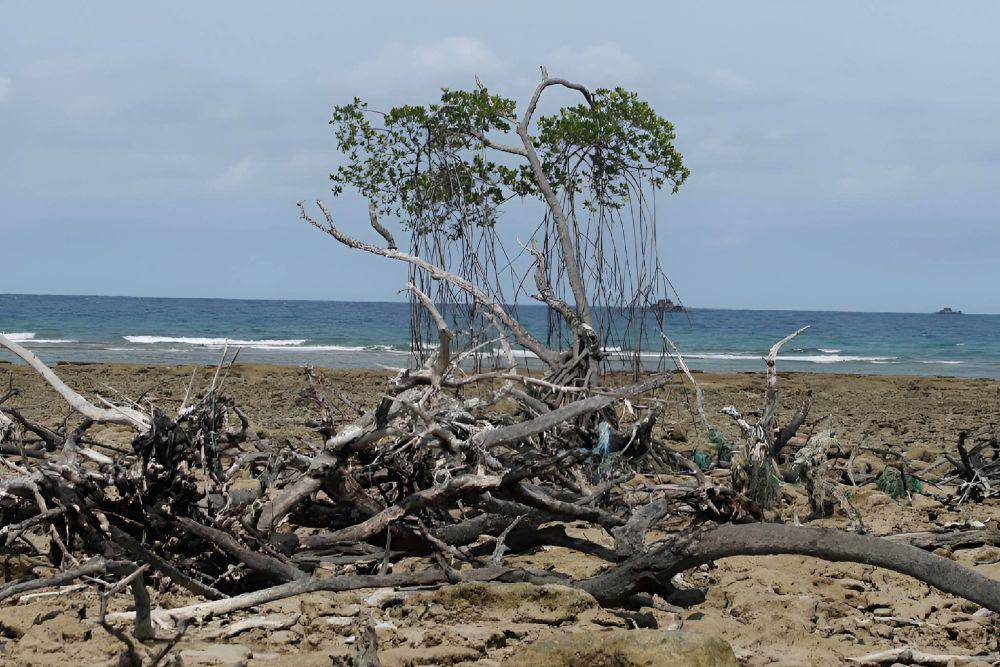 Salah satu pohon bakau yang bertahan setelah diracun di pesisir Desa Berakit, Kabupaten Bintan, Kepulauan Riau (IDN Times/Putra Gema Pamungkas)