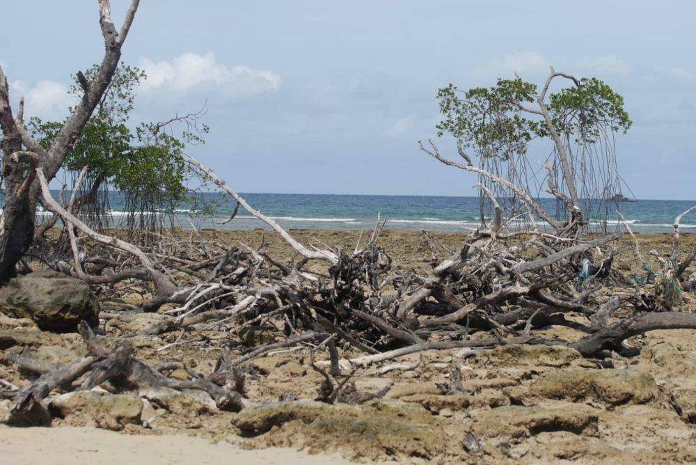Hutan mangrove di Desa Berakit yang lenyap akibat diracun (IDN Times/Putra Gema Pamungkas)