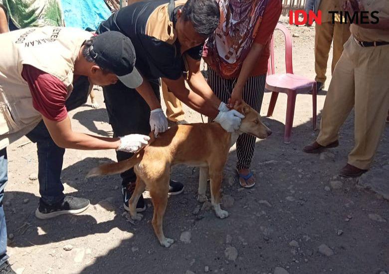 Kenapa Status KLB Anjing Rabies di Bima Belum Dicabut sejak 2019?