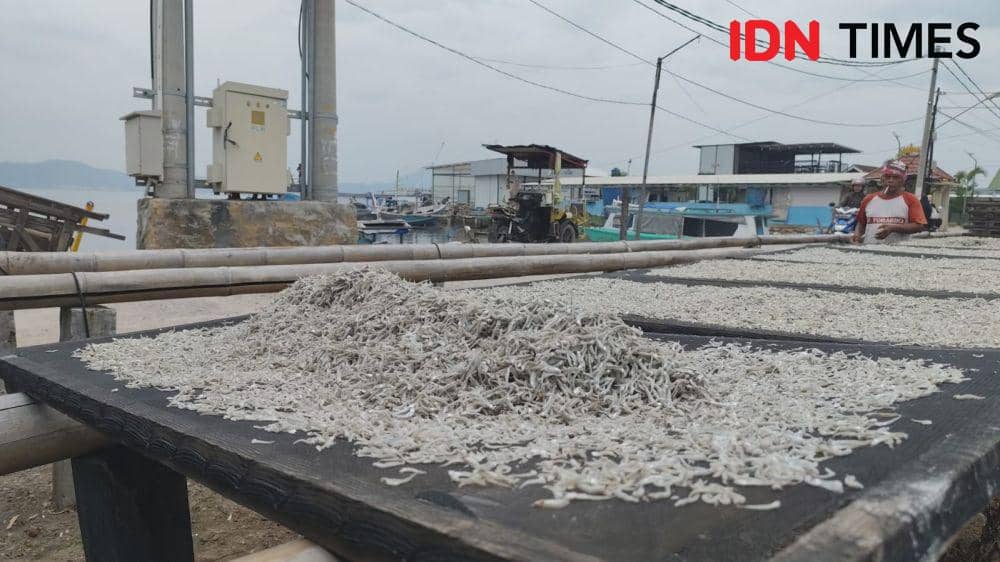 Ikan teri di Pulau Pasaran Bandar Lampung saat dijemur. (IDN Times/Muhaimin)