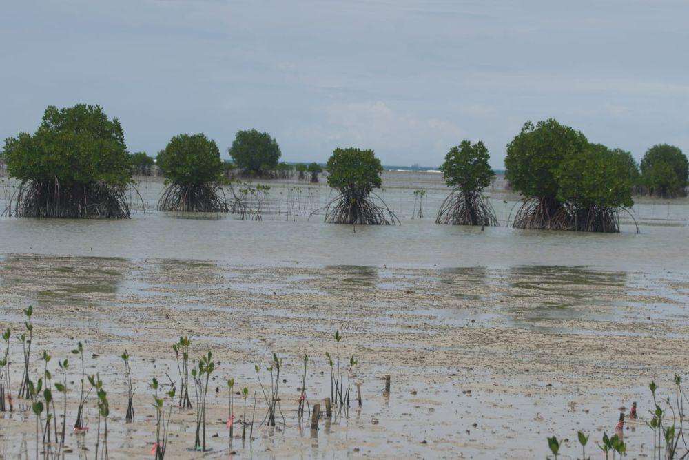 Bentangan hutan mangrove di pesisir Desa Berakit, Kabupaten Bintan, Kepulauan Riau (IDN Times/Putra Gema Pamungkas)