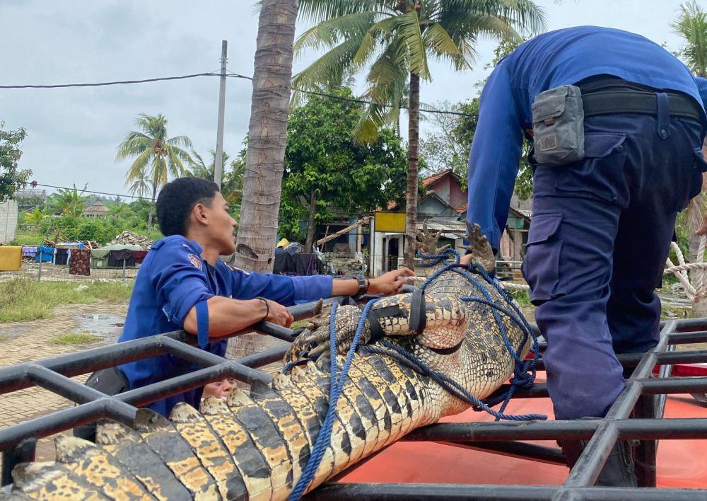 Bocah 10 Tahun di Kohod Tangerang Diterkam Buaya Sungai Cisadane