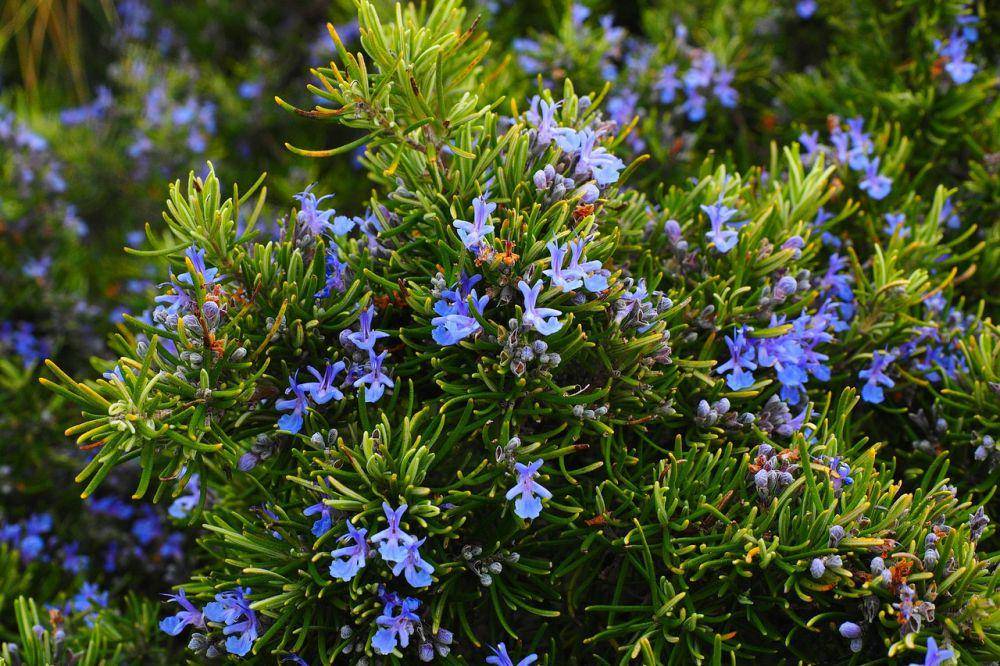 Tanaman aromatik rosemary (pixabay.com/Hans)