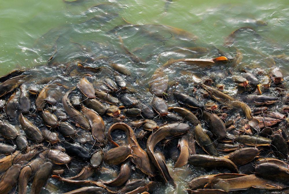 Ikan Lele Suntik Antibiotik Bisa Sebabkan Gagal Ginjal?