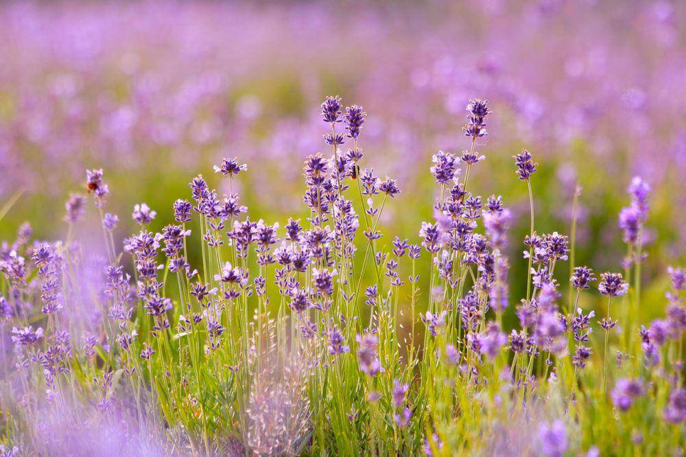 Tanaman aromatik lavender (pixabay.com/katerinavulcova)