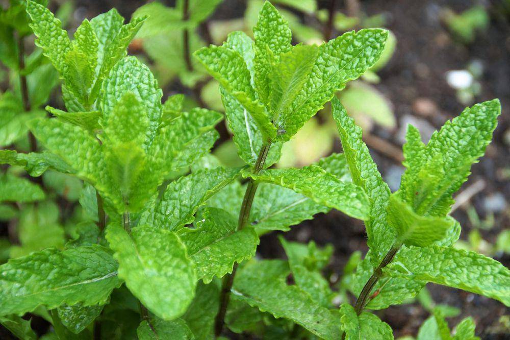 Tanaman aromatik peppermint (pixabay.com/ivabalk)
