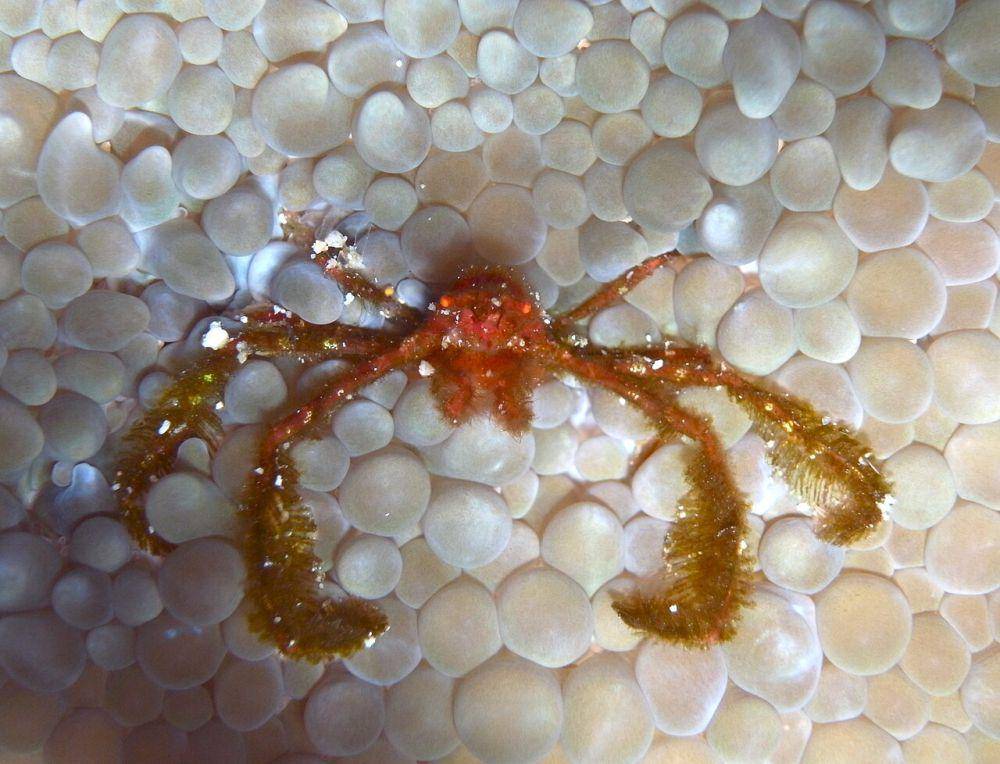 Kepiting orang utan (commons.wikimedia.org/Sylke Rohrlach)