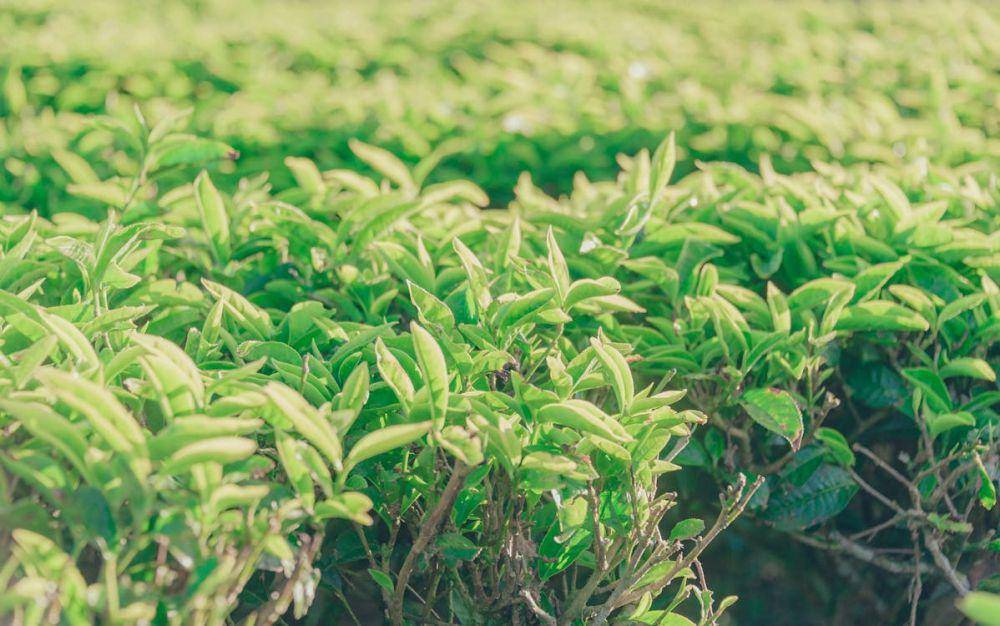ilustrasi daun teh (pexels.com/Min An)