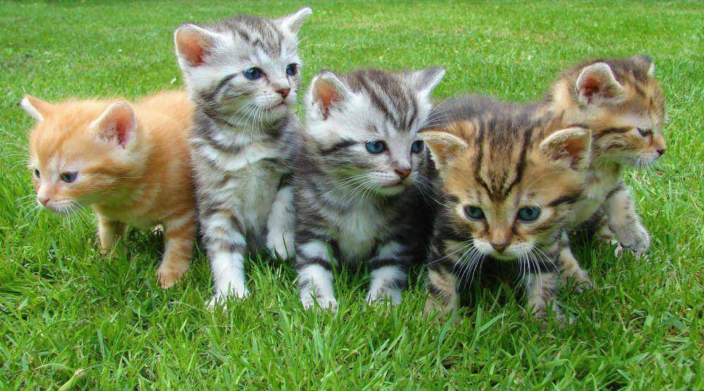 ilustrasi kucing (pexels.com/Pixabay)