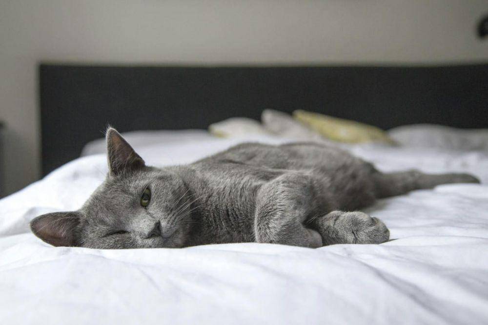 ilustrasi kucing (pexels.com/Pixabay)