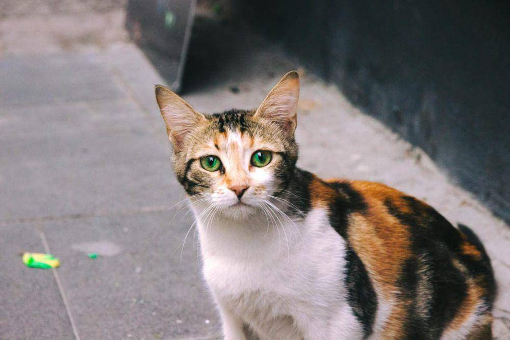 ilustrasi kucing (pexels.com/Aybay)