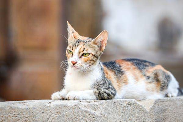ilustrasi kucing (pexels.com/Irfan Rahat)