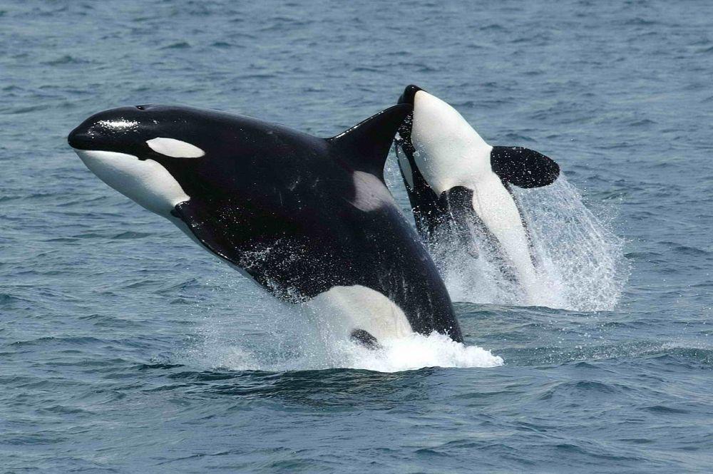 Orca (commons.wikimedia.org/Robert Pittman)