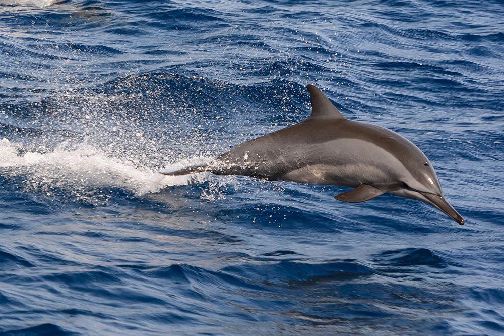 5 Cetacea Unik Asli Indonesia, Sering Terdampar di Pantai