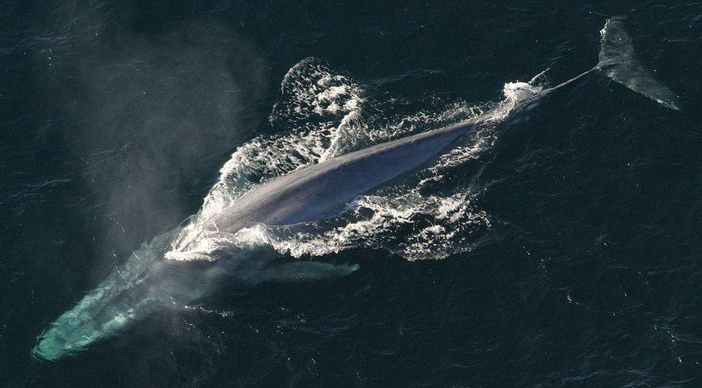 Paus biru (commons.wikimedia.org/NOAA Photo Library)