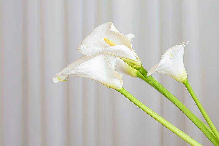 Ilustrasi peace lily (freepik.com/devmaryna)