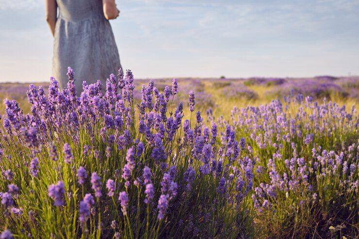 Ilustrasi lavender (freepik.com/karlyukav)