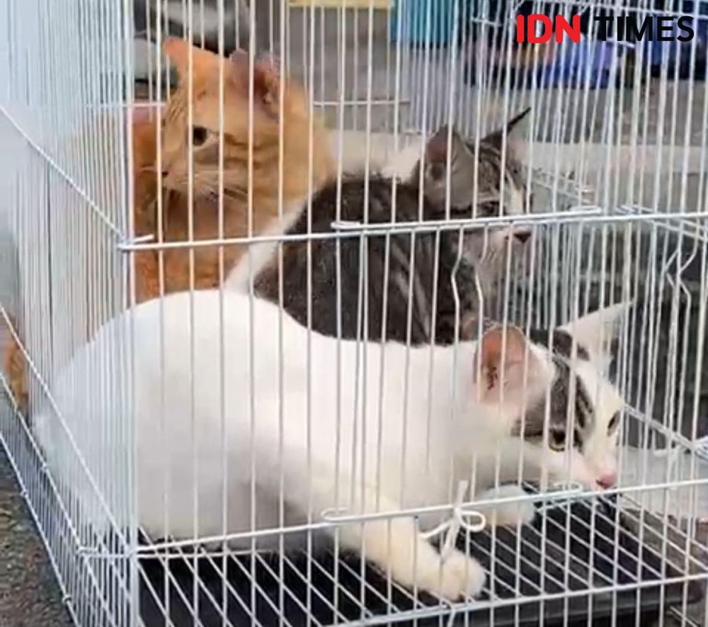 4 ekor kucing milik Raspita dibawa mudik. (IDN Times/Teri).