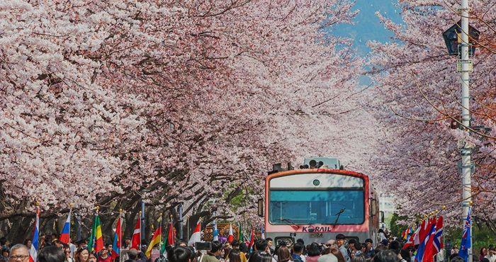 12 Festival Musim Semi Korea Selatan 2025 yang Menarik Dikunjungi