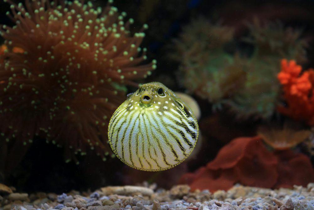 4 Fakta Ilmiah Mengenai Racun pada Ikan Buntal