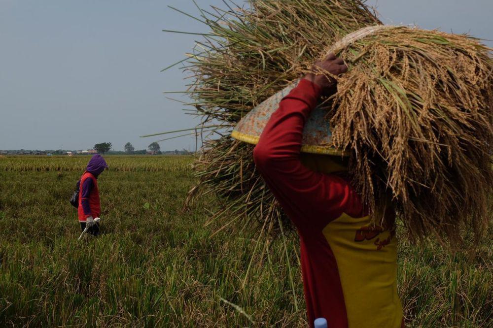 Penyerapan Gabah Tembus 111 Ribu Ton, Bulog Jogja Sewa Gudang Tambahan