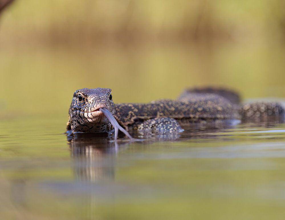 Apakah Daging Biawak Aman Dimakan manusia