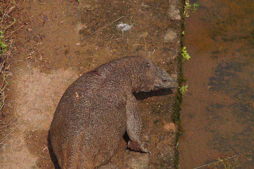 Biawak (commons.wikimedia.org/Vengolis)