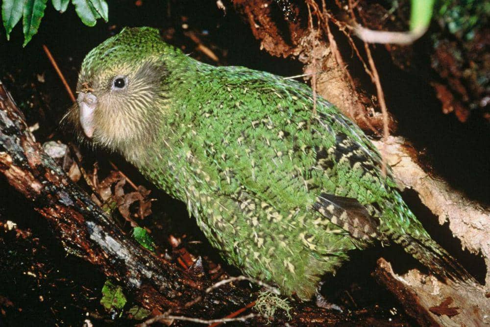 ilustrasi kakapo (pbs.org)
