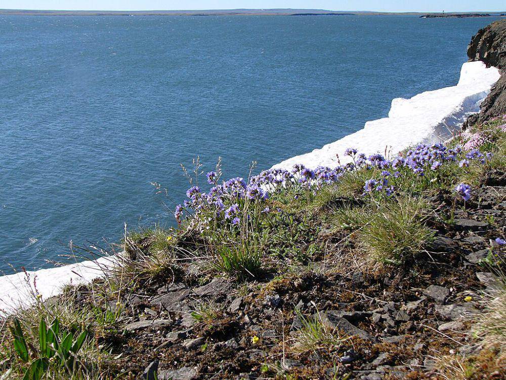 Novaya Zemlya (commons.wikimedia.org/Vasilyev Serge)