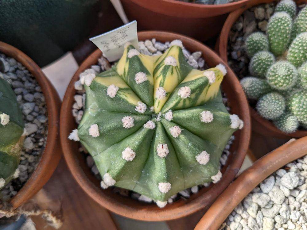 ilustrasi domino cactus (trexplants.com)