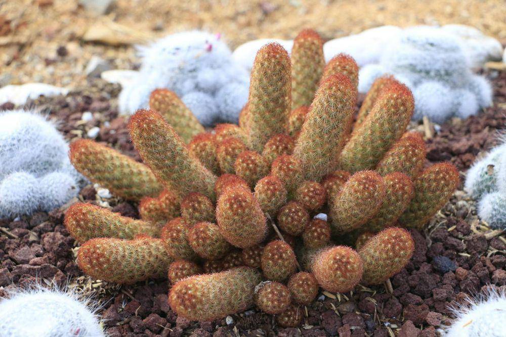 ilustrasi ladyfinger cactus (pexels.com/valentin-sarte)