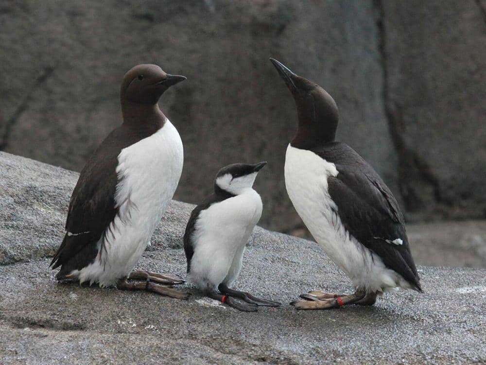 ilustrasi Common murre (wikipedia.org/DickDaniels)