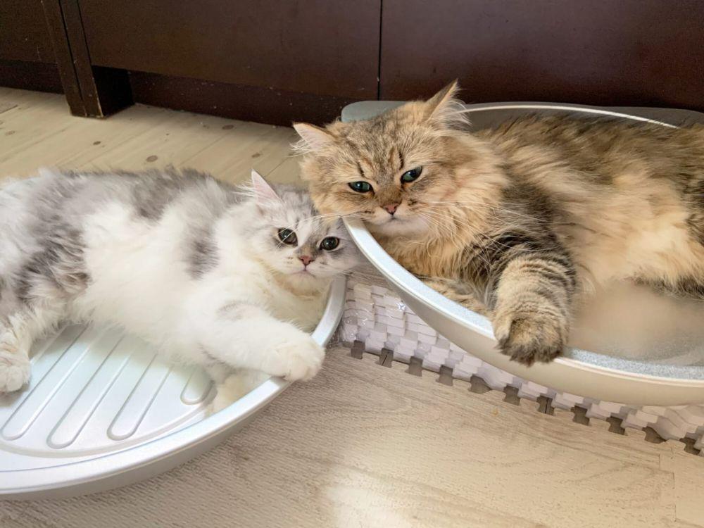 5 Penyakit yang Berisiko Menyerang Kucing, Cat Lovers Harus Tahu!