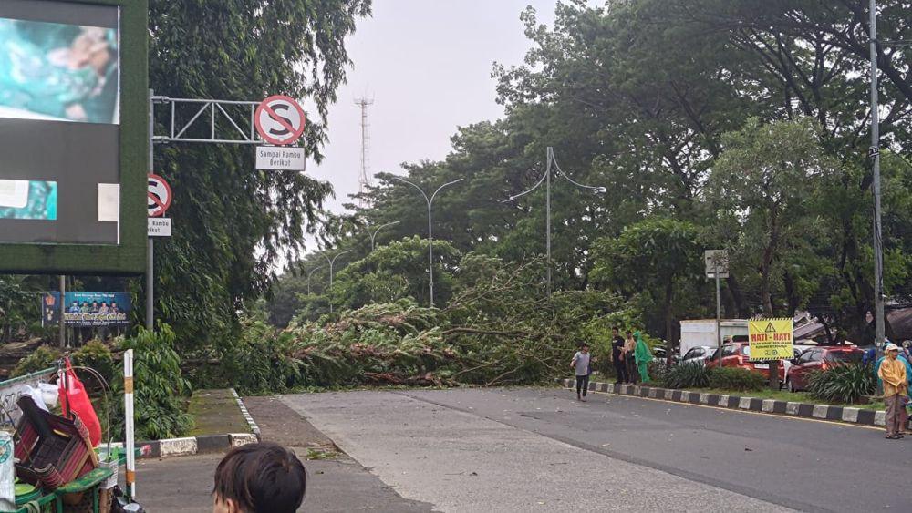 Pohon Besar Tumbang di Makassar Timpa Dua Pemotor