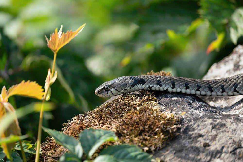 Ular (commons.wikimedia.org/Giles Laurent)