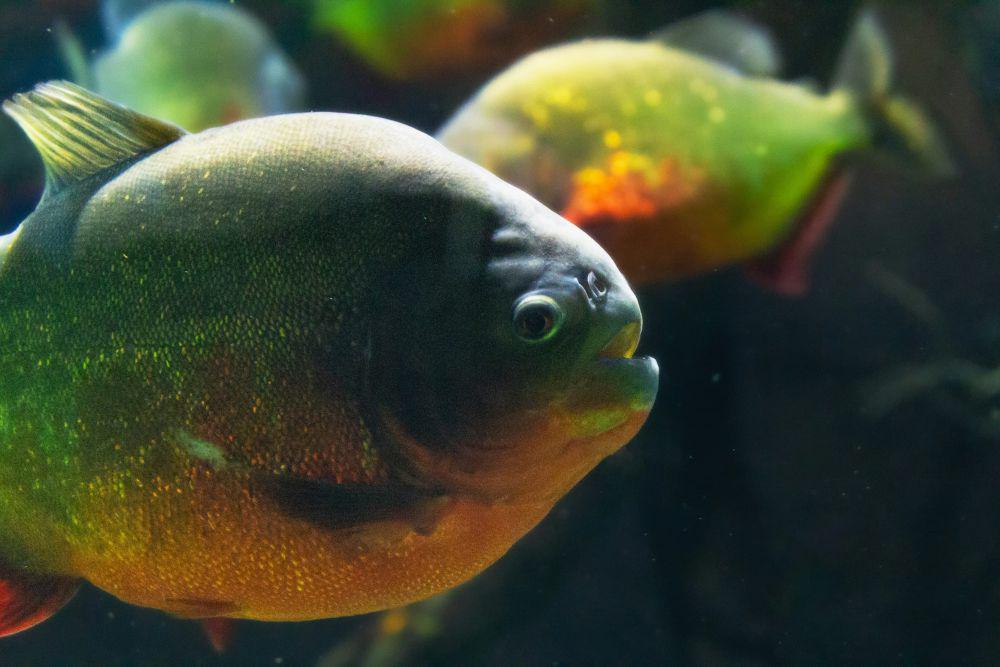 4 Fakta Ilmiah Mengenai Gigitan Ikan Piranha, Agresif!