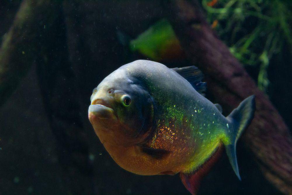 ilustrasi ikan piranha (unsplash.com/Sofia Rotaru)