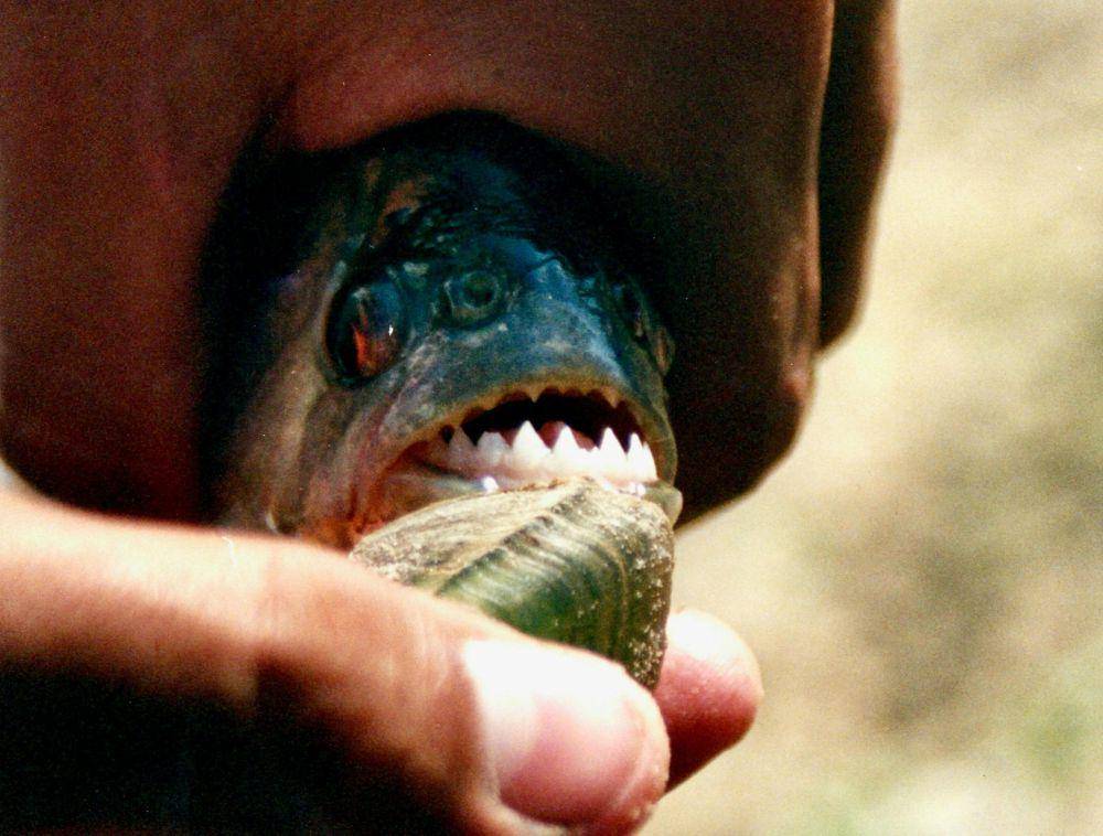 ilustrasi ikan piranha (unsplash.com/Peter Burdon)