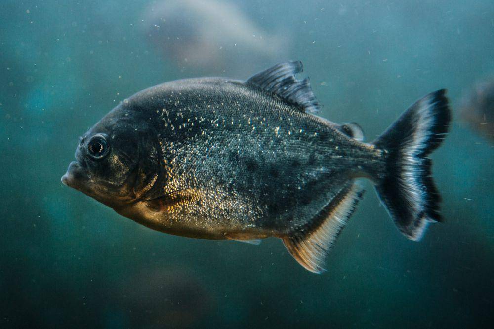 ilustrasi ikan piranha (unsplash.com/Anton Darius)