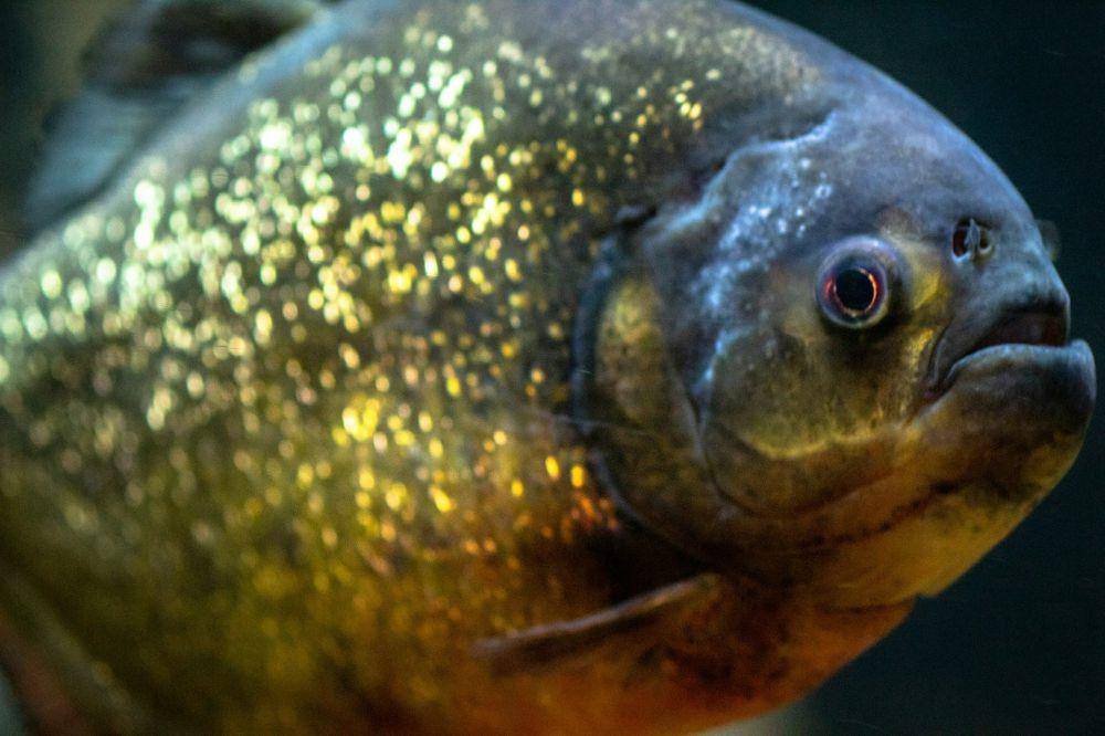 ilustrasi ikan piranha (unsplash.com/Joshua J. Cotten)