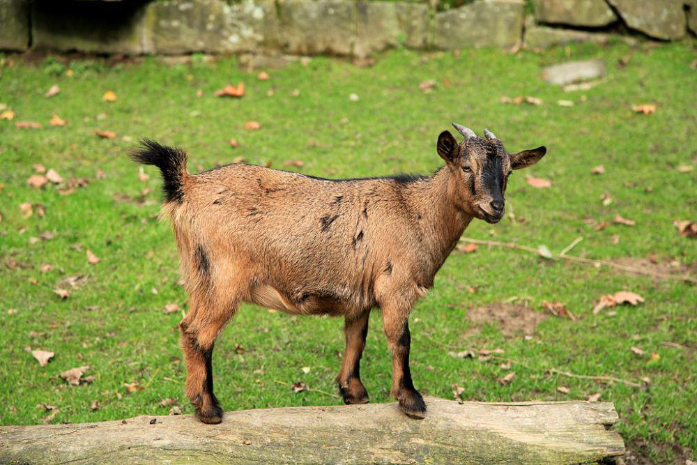 kambing pygmy (commons.wikimedia.org/Frank Vincentz)