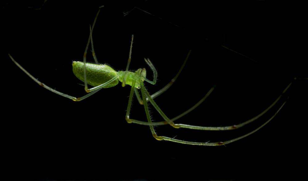 Arthropoda (commons.wikimedia.org/池田正樹)