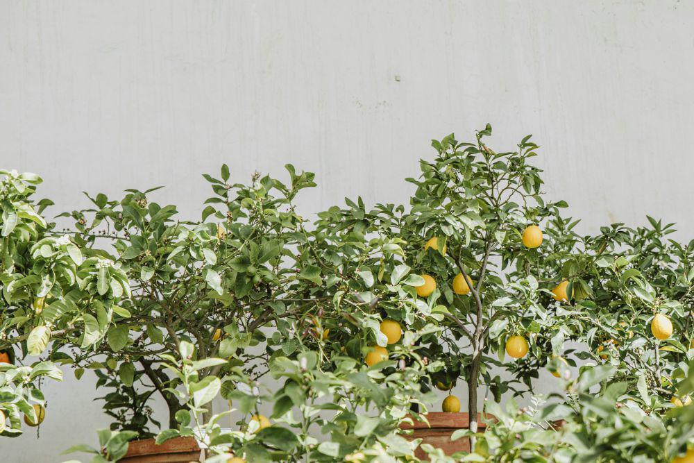 ilustrasi meyer lemon (unsplash.com/anitaaustvika)