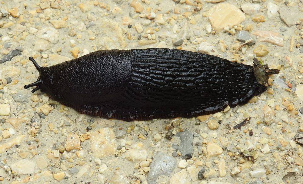 Siput hitam (commons.wikimedia.org/Robert Flogaus-Faust)