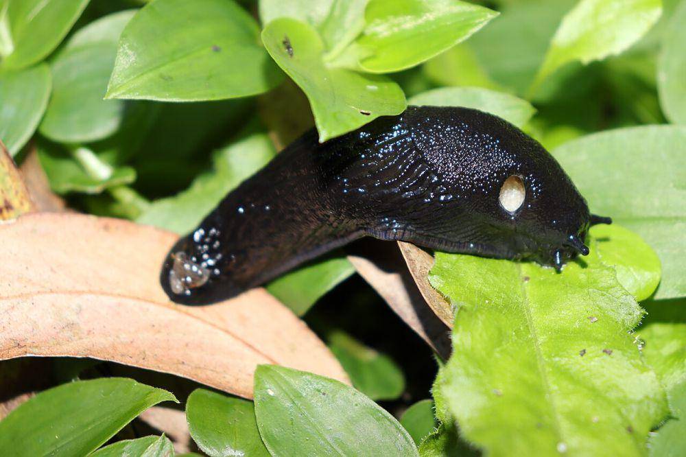 Siput hitam (commons.wikimedia.org/Fernando Losada Rodríguez)